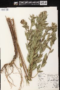 Lespedeza capitata image