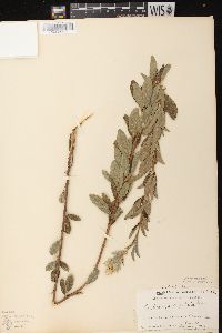 Lespedeza capitata image