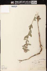 Lespedeza capitata image