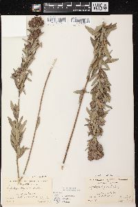 Lespedeza capitata image