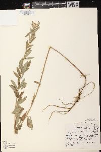 Lespedeza capitata image