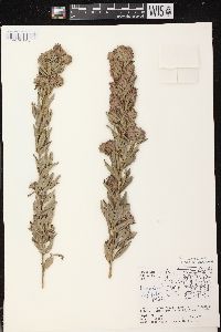 Lespedeza capitata image