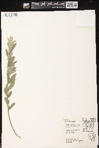 Lespedeza capitata image