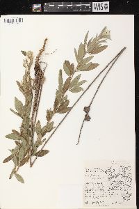 Lespedeza capitata image