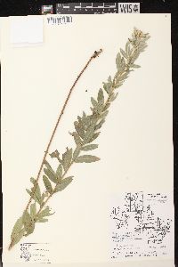 Lespedeza capitata image