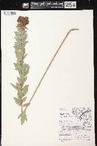 Lespedeza capitata image