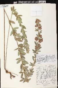 Lespedeza capitata image