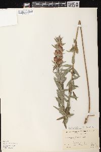 Lespedeza capitata image