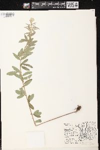 Lespedeza capitata image