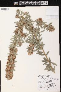 Lespedeza capitata image