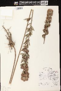 Lespedeza capitata image