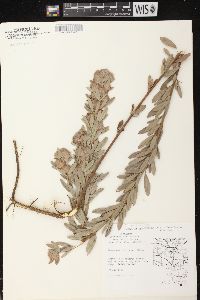 Lespedeza capitata image