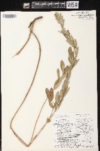 Lespedeza capitata image