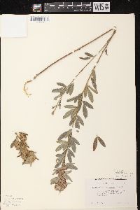 Lespedeza capitata image