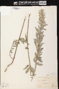 Lespedeza capitata image