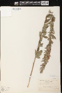 Lespedeza capitata image