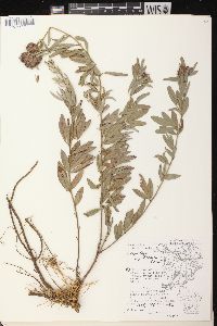 Lespedeza capitata image