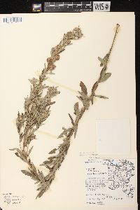 Lespedeza capitata image