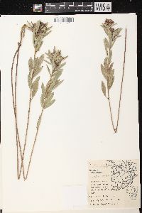 Lespedeza capitata image