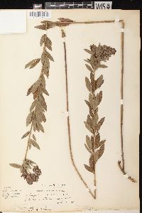 Lespedeza capitata image