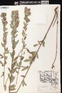 Lespedeza capitata image