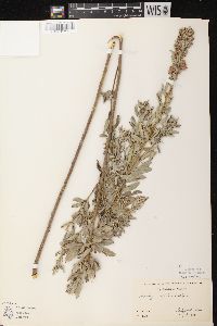 Lespedeza capitata image