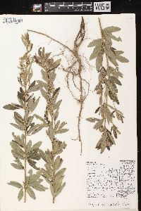 Lespedeza capitata image