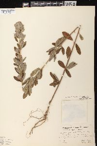 Lespedeza capitata image