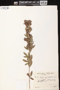 Lespedeza capitata image