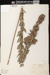 Lespedeza capitata image