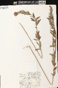 Lespedeza capitata image