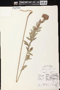 Lespedeza capitata image