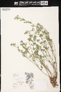 Medicago sativa subsp. sativa image