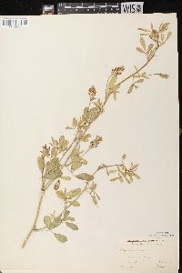 Medicago sativa subsp. sativa image