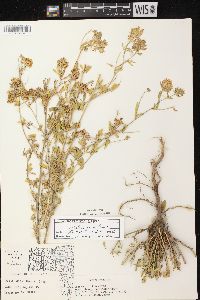 Medicago sativa subsp. sativa image