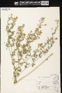 Medicago sativa subsp. sativa image