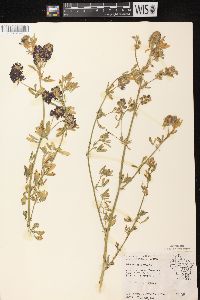 Medicago sativa subsp. sativa image