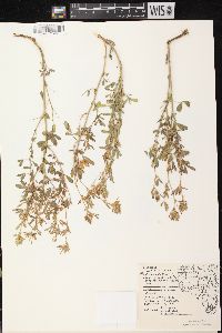 Medicago sativa subsp. sativa image