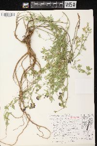 Medicago sativa subsp. sativa image