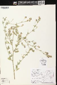 Medicago sativa subsp. sativa image