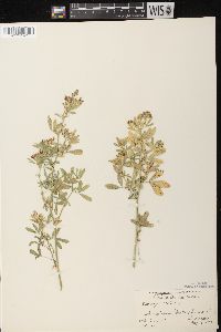 Medicago sativa subsp. sativa image