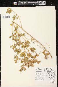 Medicago sativa subsp. sativa image