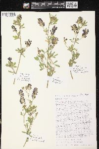 Medicago sativa subsp. sativa image