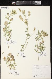 Medicago sativa subsp. sativa image