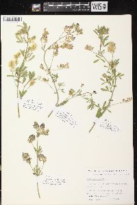 Medicago sativa subsp. sativa image