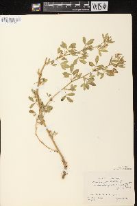 Medicago sativa subsp. sativa image