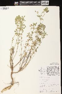 Medicago sativa subsp. sativa image