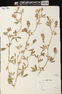 Medicago sativa subsp. sativa image