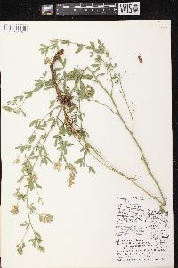 Medicago sativa subsp. sativa image