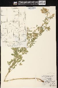 Medicago sativa subsp. sativa image